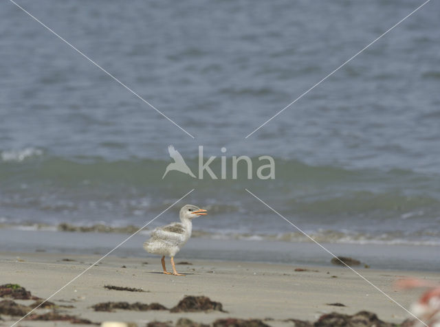 Caspian Tern (Sterna caspia)