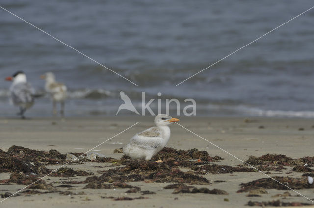 Caspian Tern (Sterna caspia)
