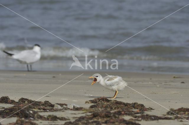 Caspian Tern (Sterna caspia)