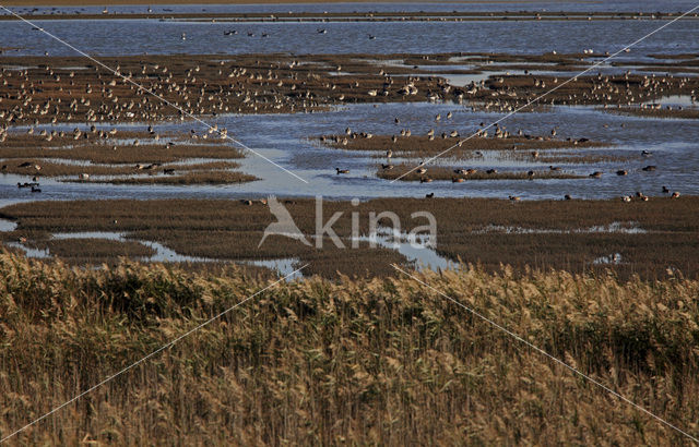 Common Reed (Phragmites australis)