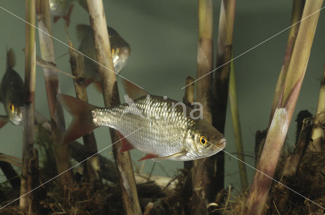 Common rudd (Scardinius erythrophthalmus)