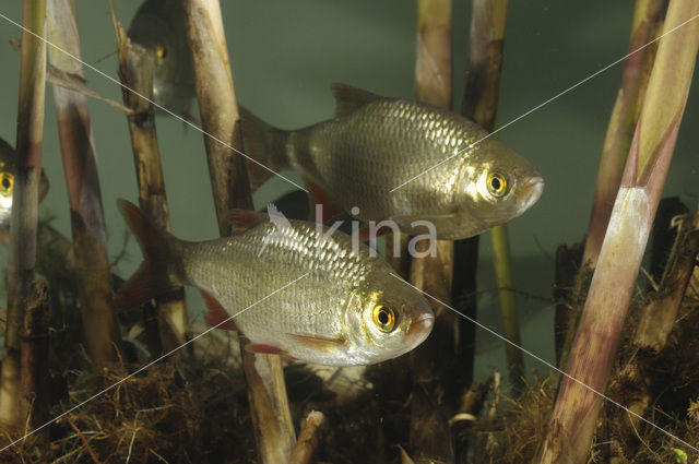 Common rudd (Scardinius erythrophthalmus)