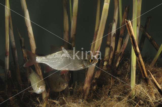 Common rudd (Scardinius erythrophthalmus)
