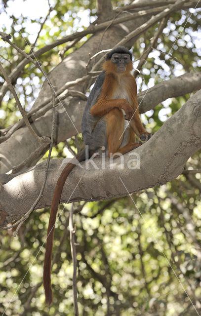 Rode franjeaap (Procolobus badius)