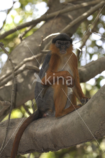 Rode franjeaap (Procolobus badius)