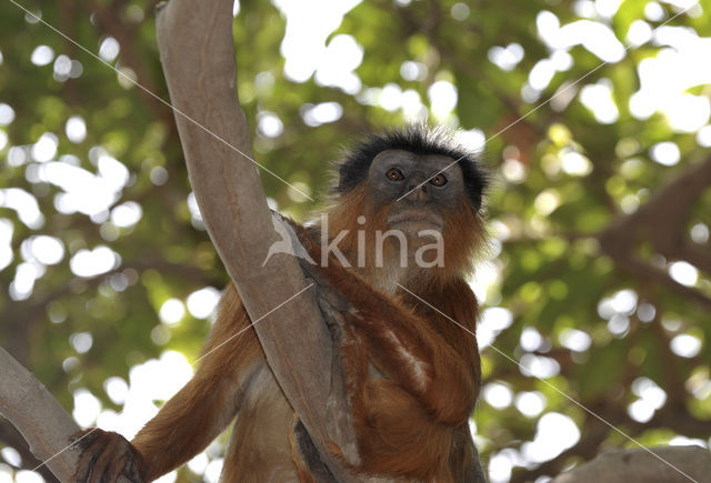 Red Colobus (Procolobus badius)