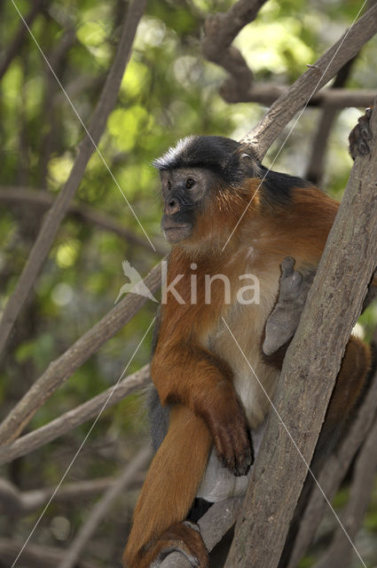 Rode franjeaap (Procolobus badius)