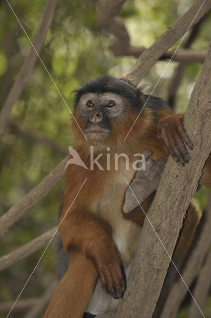 Rode franjeaap (Procolobus badius)