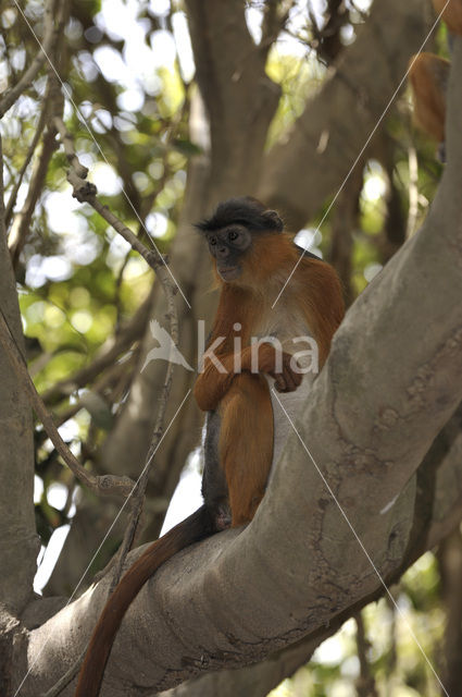 Rode franjeaap (Procolobus badius)