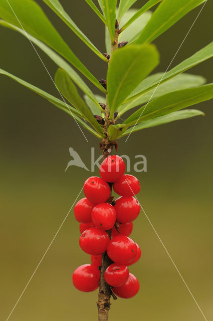 Rood peperboompje (Daphne mezereum)