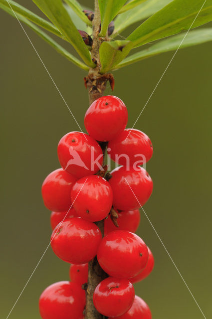 Rood peperboompje (Daphne mezereum)