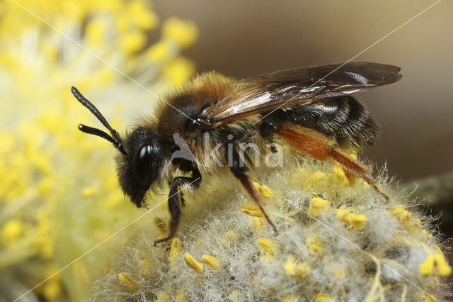 Andrena ruficrus