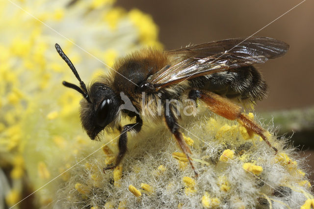 Roodscheen-zandbij (Andrena ruficrus)