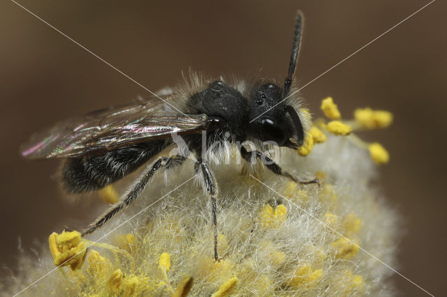 Roodscheen-zandbij (Andrena ruficrus)