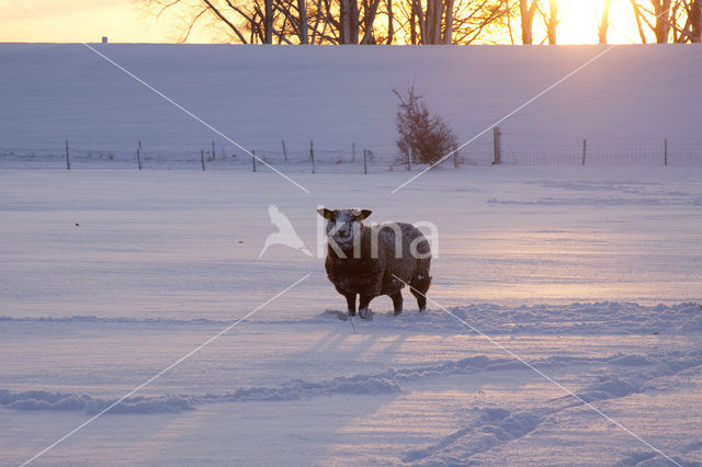 Schaap (Ovis spec.)