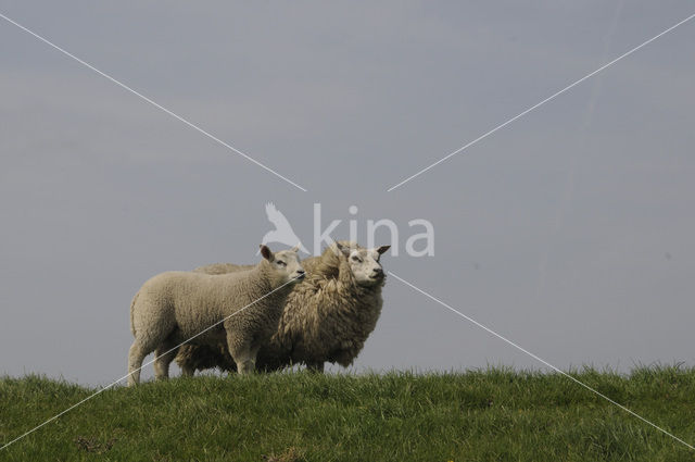 Schaap (Ovis spec.)