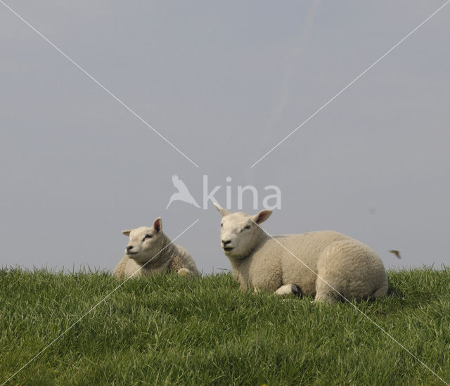 sheep (Ovis spec.)