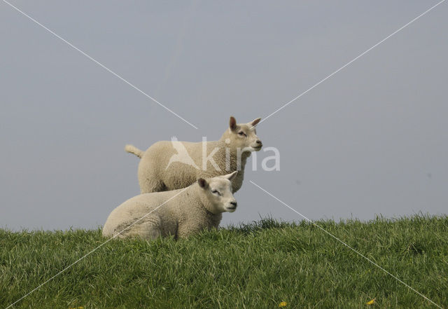 sheep (Ovis spec.)