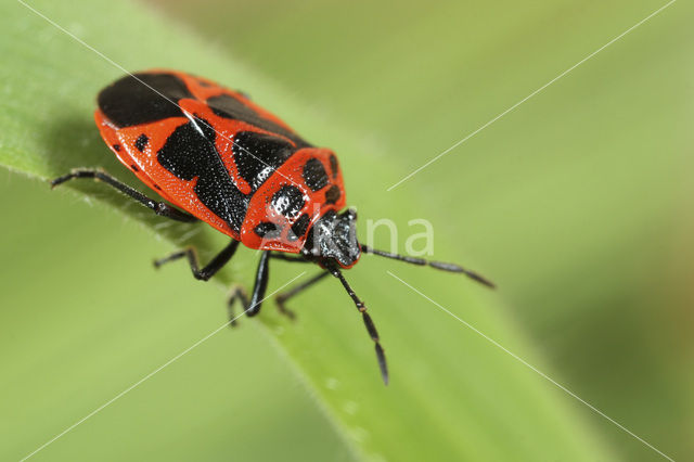 Shield bug (Eurydema dominulus)