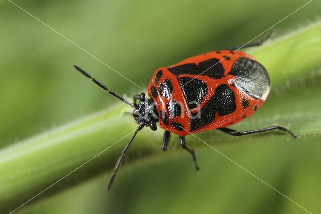 Shield bug (Eurydema dominulus)