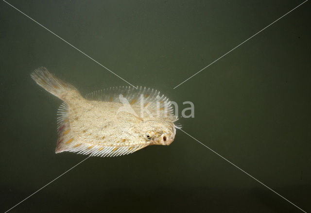 Plaice (Pleuronectes platessa)