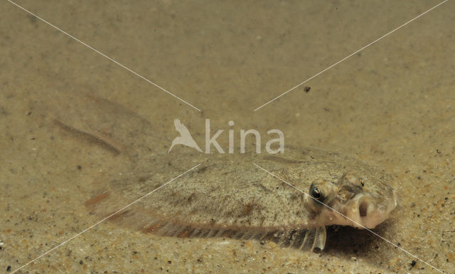 Plaice (Pleuronectes platessa)