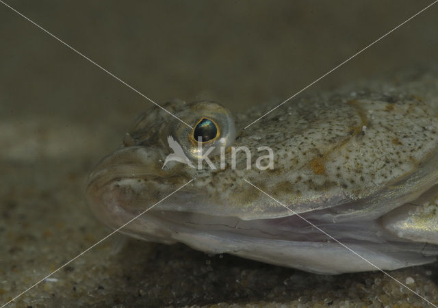 Plaice (Pleuronectes platessa)