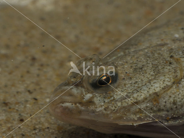 Plaice (Pleuronectes platessa)