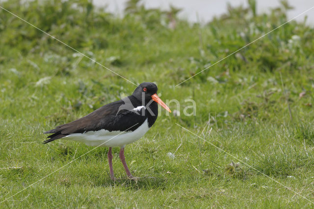 Scholekster (Haematopus ostralegus)