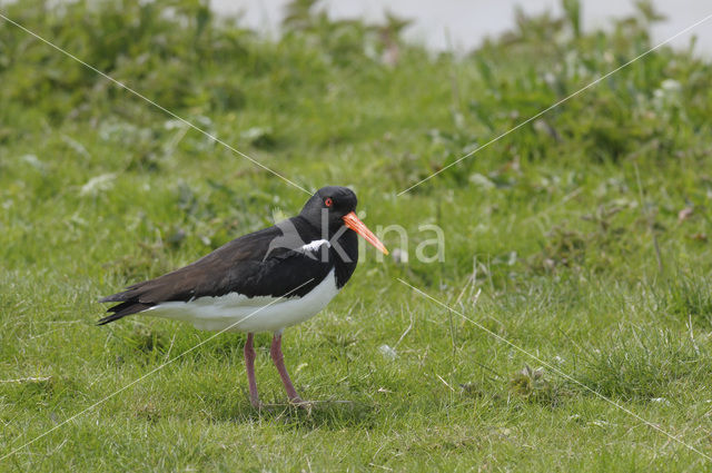 Oystercatcher (Haematopus ostralegus)