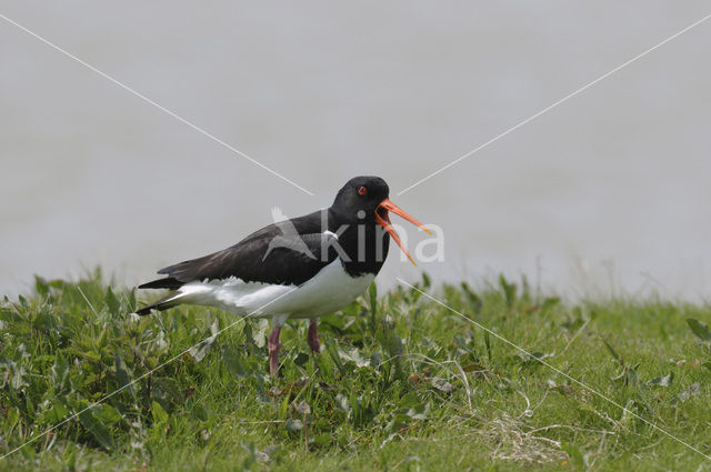 Scholekster (Haematopus ostralegus)