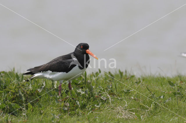 Scholekster (Haematopus ostralegus)