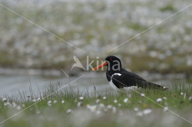 Oystercatcher (Haematopus ostralegus)