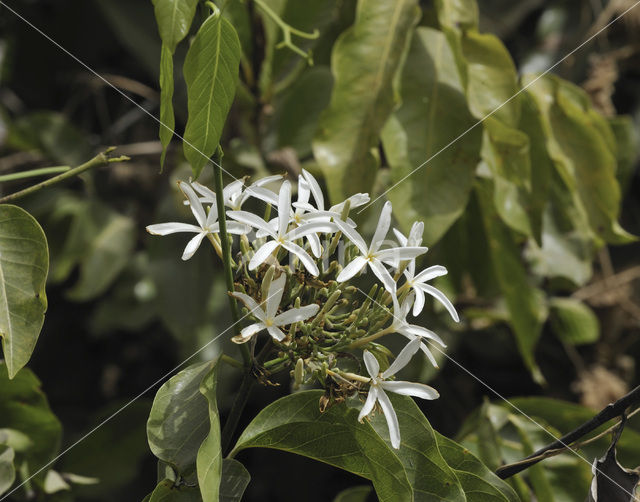 Senegal saba (Saba senegalensis)