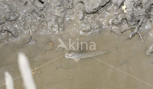 Mudskipper (Periophthalmus sp)