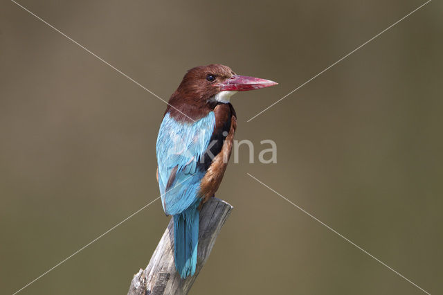 White-throated Kingfisher (Halcyon smyrnensis)