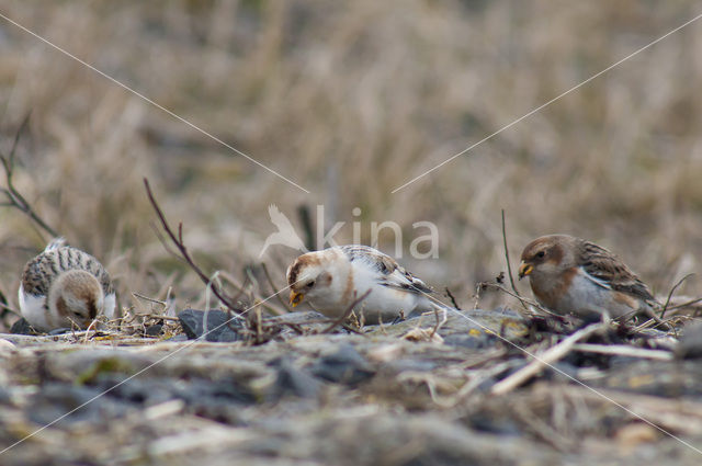 Snow Bunting (Plectrophenax nivalis)