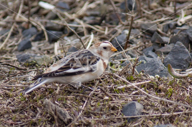 Sneeuwgors (Plectrophenax nivalis)