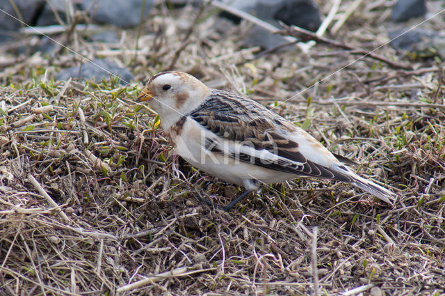 Sneeuwgors (Plectrophenax nivalis)