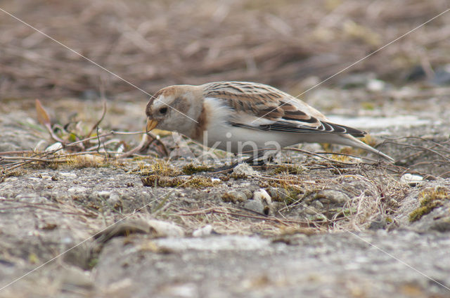 Snow Bunting (Plectrophenax nivalis)