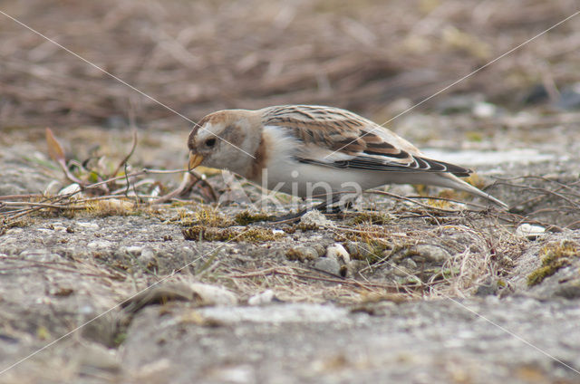 Sneeuwgors (Plectrophenax nivalis)