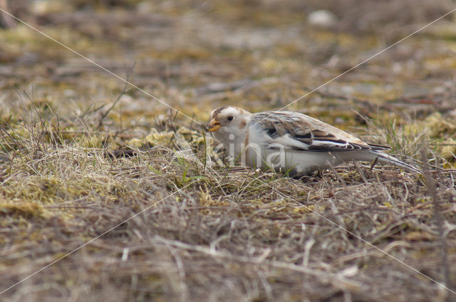 Snow Bunting (Plectrophenax nivalis)