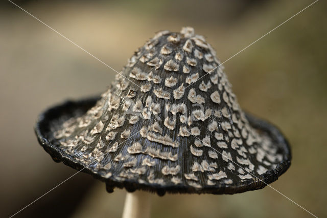 Spechtinktzwam (Coprinus picaceus)