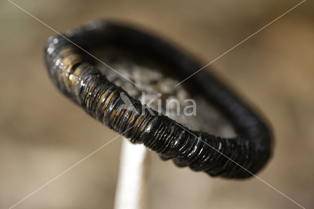 Pleated Inkcap (Coprinus picaceus)