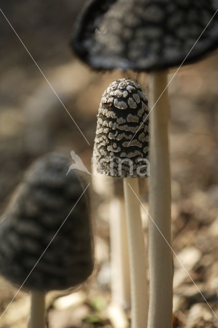 Spechtinktzwam (Coprinus picaceus)