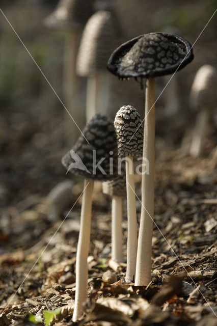 Spechtinktzwam (Coprinus picaceus)