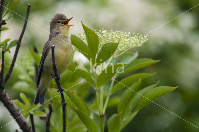 Icterine Warbler (Hippolais icterina)