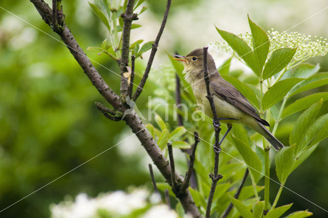 Spotvogel (Hippolais icterina)