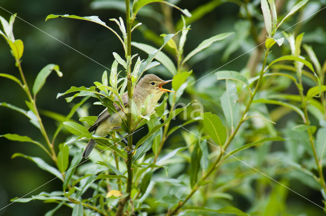 Icterine Warbler (Hippolais icterina)