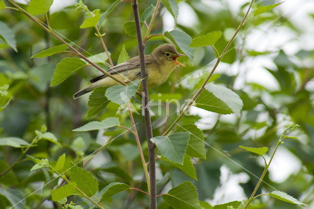 Spotvogel (Hippolais icterina)